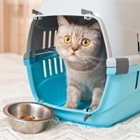 How to Make Vet Visits a More Pleasant Experience for Your Pet