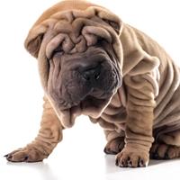 Caring for Dogs with Wrinkles
