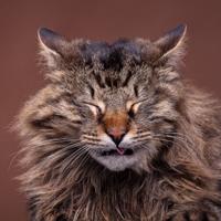 Could Those Sniffles Be a Symptom of the Feline Flu?