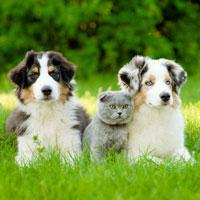 National Heartworm Awareness Month Focuses Attention on a Potentially Deadly Disease