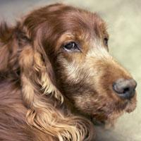 Euthanasia: Saying Goodbye