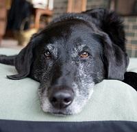 Managing Your Pet's Arthritis